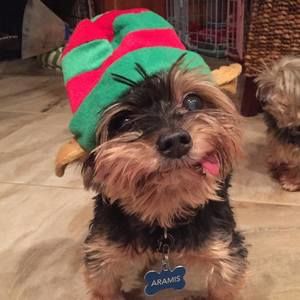 Meet your Posher, Heidi